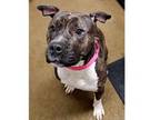Adopt Howell a Pit Bull Terrier