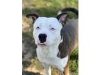 Adopt Jimmy a Pit Bull Terrier