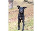 Adopt Checkers a Labrador Retriever