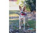 Adopt Joey a Cattle Dog
