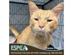 Adopt Cheese Poof a Domestic Short Hair