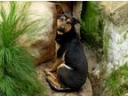 Adopt PRINCE a Rottweiler, Mixed Breed
