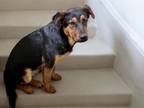 Adopt PASTOR a Rottweiler, Mixed Breed