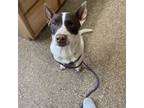 Adopt louie a Cattle Dog, Pit Bull Terrier