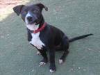 Adopt OREO a Border Collie, Labrador Retriever