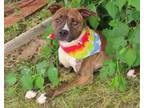 Adopt BUBBA 383044 a Pit Bull Terrier