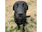 Adopt Braxton a Black Labrador Retriever