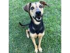 Adopt Jack a Hound, Shepherd