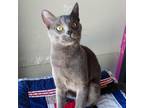 Adopt Flash a Domestic Short Hair