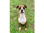 Adopt Tyson a Boxer