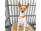 Adopt Russell a Jack Russell Terrier