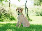 Adopt Pickle Pete a Yellow Labrador Retriever, Mixed Breed