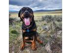 Adopt Draco a Rottweiler