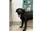 Adopt Shiloh a Labrador Retriever, Mixed Breed