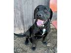 Adopt Waylon a Labrador Retriever, Boxer