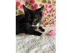 Adopt Dopey a Domestic Short Hair