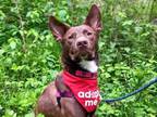 Adopt Frito a Australian Kelpie, Mixed Breed