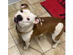 Adopt Chep a Pit Bull Terrier