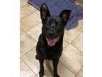 Adopt Knight a German Shepherd Dog