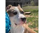 Adopt Lefty a Pit Bull Terrier