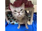 Adopt Chalice a American Shorthair