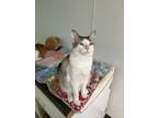 Adopt Norman a Domestic Short Hair