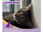 Adopt Lance Bass a Domestic Short Hair