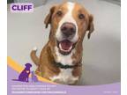 Adopt Cliff a Retriever, Hound