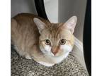 Adopt Wilson a Domestic Short Hair