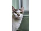 Adopt Cruz (24-148) a Domestic Short Hair