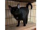 Adopt Charlie a Domestic Short Hair