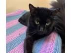 Adopt Mogget a Domestic Short Hair