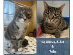 Adopt Sir Meows-A-Lot & Tula a Domestic Short Hair