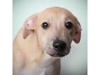 Adopt Bohdi a Mixed Breed