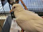 Adopt Phillip a Dove