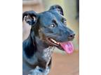 Adopt Maui - Special Needs a Terrier, Labrador Retriever