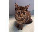 Adopt Nacho a Domestic Short Hair