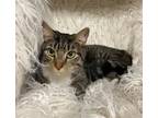 Adopt Felix (@ PetSmart) a Domestic Short Hair