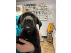 Adopt Landon a Labrador Retriever