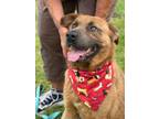 Adopt Roman a Shepherd