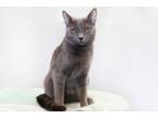 Adopt Lunar a Domestic Short Hair