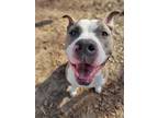 Adopt Mac a Pit Bull Terrier, Mixed Breed