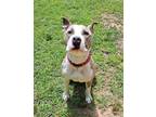 Adopt Mac a Pit Bull Terrier, Mixed Breed