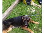 Adopt Timber-4months-Neuter Contract Required $425 a German Shepherd Dog