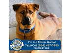 Adopt Teddy a Akita, Chow Chow