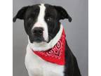 Adopt Terance a Pit Bull Terrier