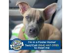 Adopt August a Pit Bull Terrier