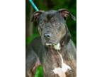 Adopt Brutus a Pit Bull Terrier