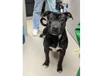 Adopt Brutus a Pit Bull Terrier