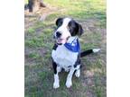 Adopt CODY a Border Collie, Anatolian Shepherd